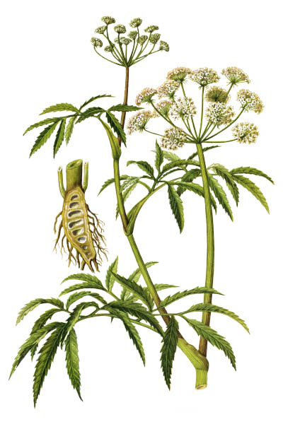 Cicuta virosa / Cowbane, northern water hemlock / Вёх ядовитый