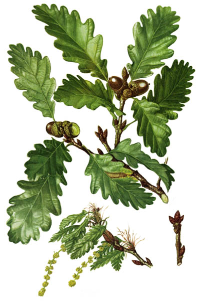 Дуб скальный / Quercus petraea / Sessile oak, Cornish oak, durmast oak