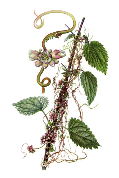 Cuscuta europaea / Greater dodder, European dodder / Повилика европейская