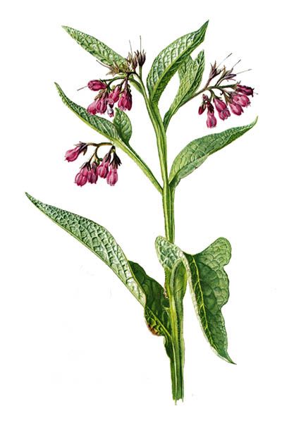 Symphytum officinale / Common comfrey, true comfrey, knitbone, consound / Окопник лекарственный