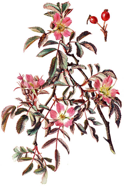 Rosa glauca / Red-leaved rose, redleaf rose / Роза сизая