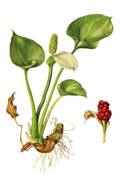 Calla palustris / Bog arum, marsh calla, wild calla, squaw claw, and water-arum / Белокрыльник