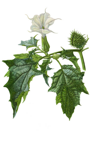 Дурман обыкновенный / Datura stramonium / Jimsonweed, devil's snare