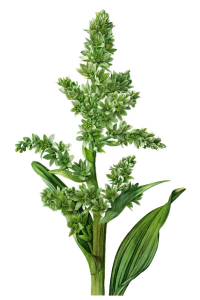 Veratrum album / False helleborine, white hellebore, European white hellebore, white veratrum / Белая чемерица