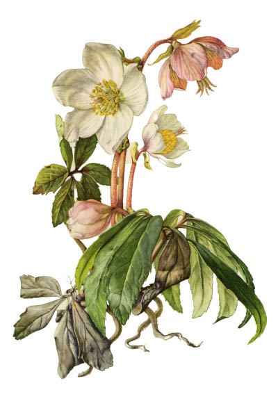 Helleborus niger / Christmas rose, black hellebore / Морозник чёрный