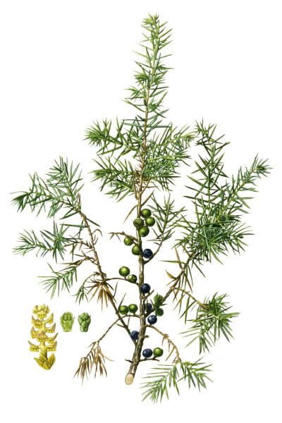 Juniperus communis / Common juniper / Можжевельник обыкновенный