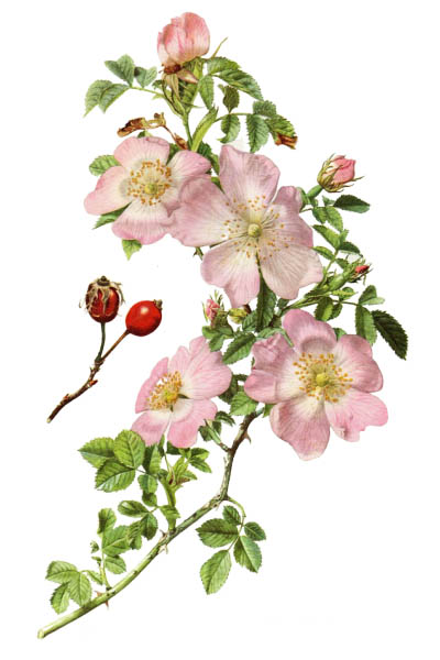 Rosa canina / Dog rose / Шиповник собачий