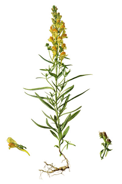 Льнянка обыкновенная / Linaria vulgaris / Common toadflax, yellow toadflax, butter-and-eggs