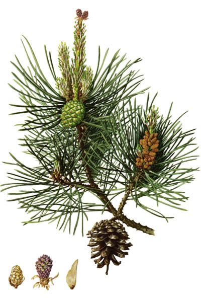 Pinus sylvestris / Scots pine / Сосна обыкновенная