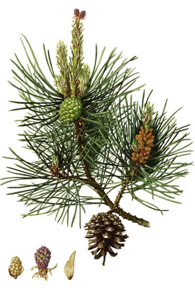 Сосна обыкновенная / Pinus sylvestris / Scots pine