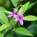 Acanthaceae (Акантовые)