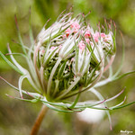 Apiaceae (Сельдерейные, или Зонтичные)