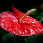 Araceae (Ароидные, или Аронниковые)