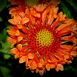 Asteraceae (Астровые, или Сложноцветные)