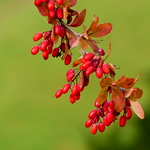 Berberidaceae (Барбарисовые)