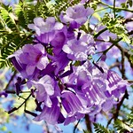 Bignoniaceae (Бигнониевые)