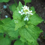 Brassicaceae (Капустные, или Крестоцветные)