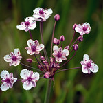 Butomaceae (Сусаковые)