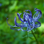 Campanulaceae (Колокольчиковые)