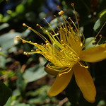 Clusiaceae (Клюзиевые, или Зверобойные)