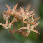 Crassulaceae (Толстянковые)