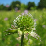 Dipsacaceae (Ворсянковые)