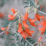 Fabaceae (Бобовые)