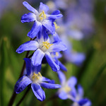 Hyacinthaceae (Гиацинтовые)