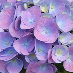 Hydrangeaceae (Гортензиевые)