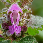 Lamiaceae (Яснотковые, или Губоцветные)