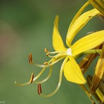 Liliaceae (Лилейные)
