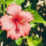 Malvaceae (Мальвовые)