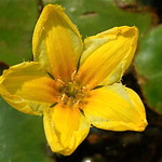 Menyanthaceae (Вахтовые)