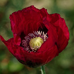 Papaveraceae (Маковые)