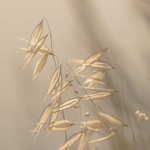 Poaceae (Мятликовые, или Злаковые)