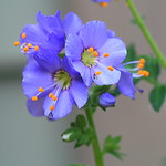 Polemoniaceae (Синюховые)