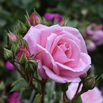 Rosaceae (Розовые, или Розоцветные)