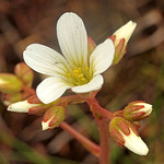 Saxifragaceae (Камнеломковые)