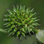 Sparganiaceae (Ежеголовниковые)