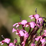 Valerianaceae (Валериановые)
