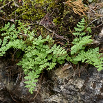 Woodsiaceae (Вудсиевые)