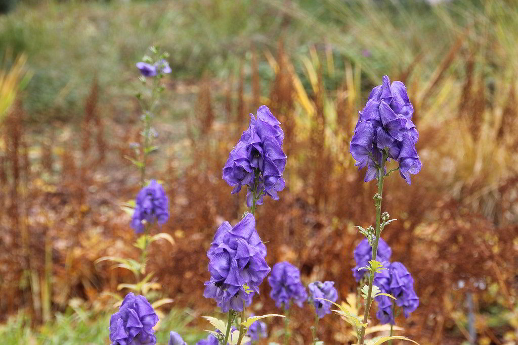 Aconitum carmichaelii Arendsii-Gruppe / Аконит (борец) кармайкла