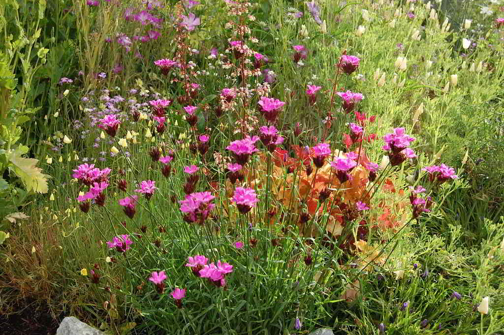 Dianthus carthusianorum / Гвоздика картузианская