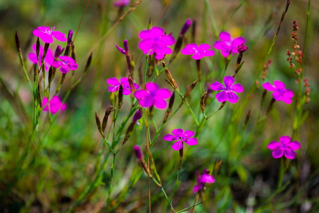 Dianthus deltoides / Гвоздика травянка