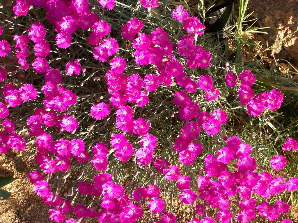 Dianthus gratianopolitanus / Гвоздика серовато-голубая