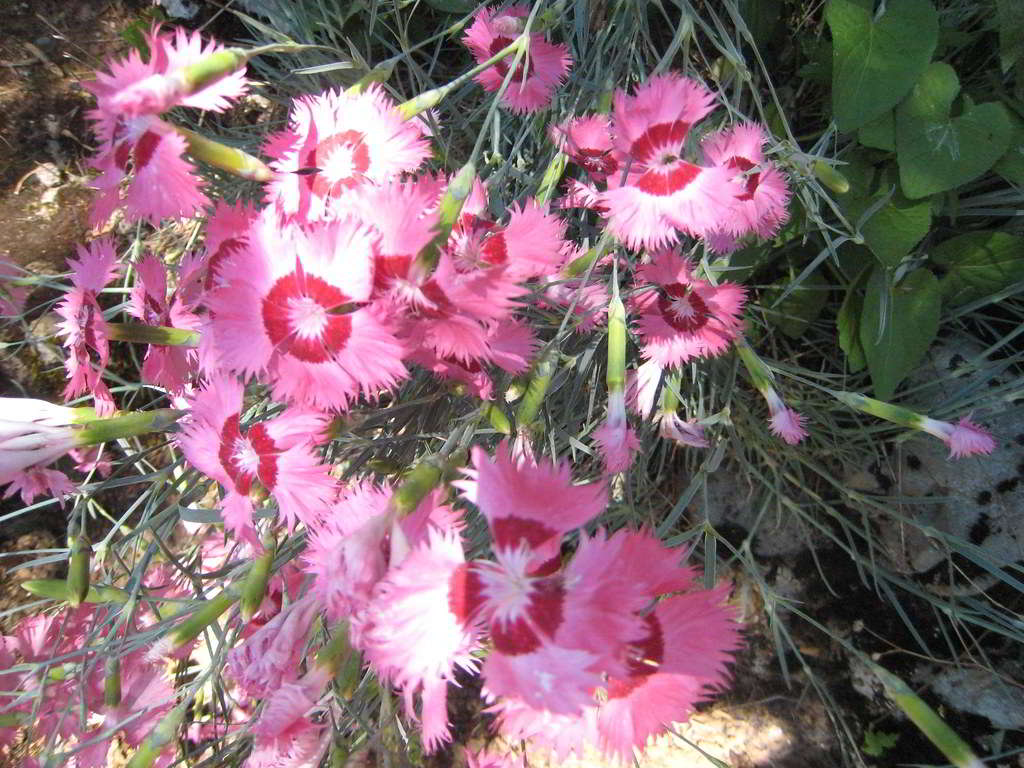 Dianthus plumarius / Гвоздика перистая, или венгерская
