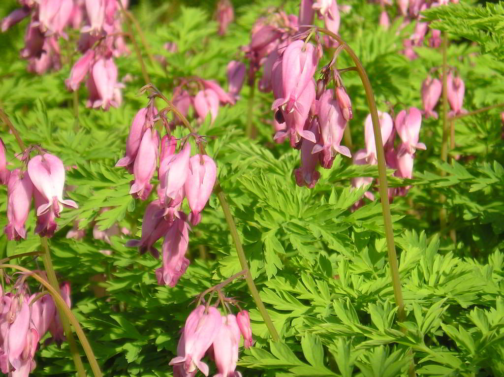 Dicentra formosa subsp. formosa / Дицентра красивая