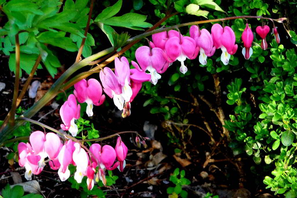 Dicentra spectabilis / Дицентра великолепная