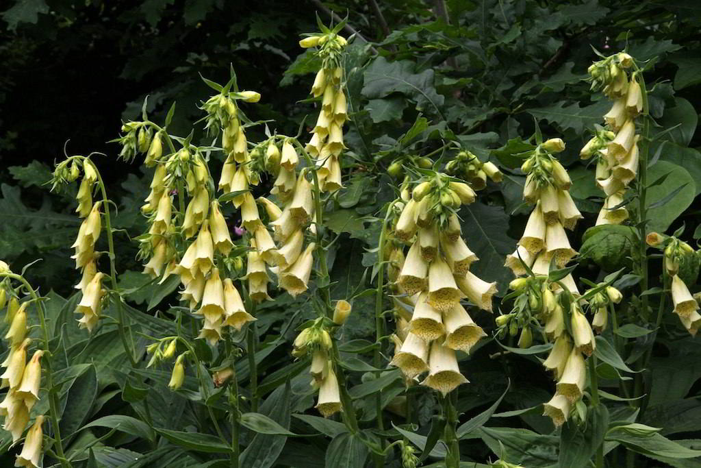 Digitalis grandiflora / Наперстянка крупноцветковая