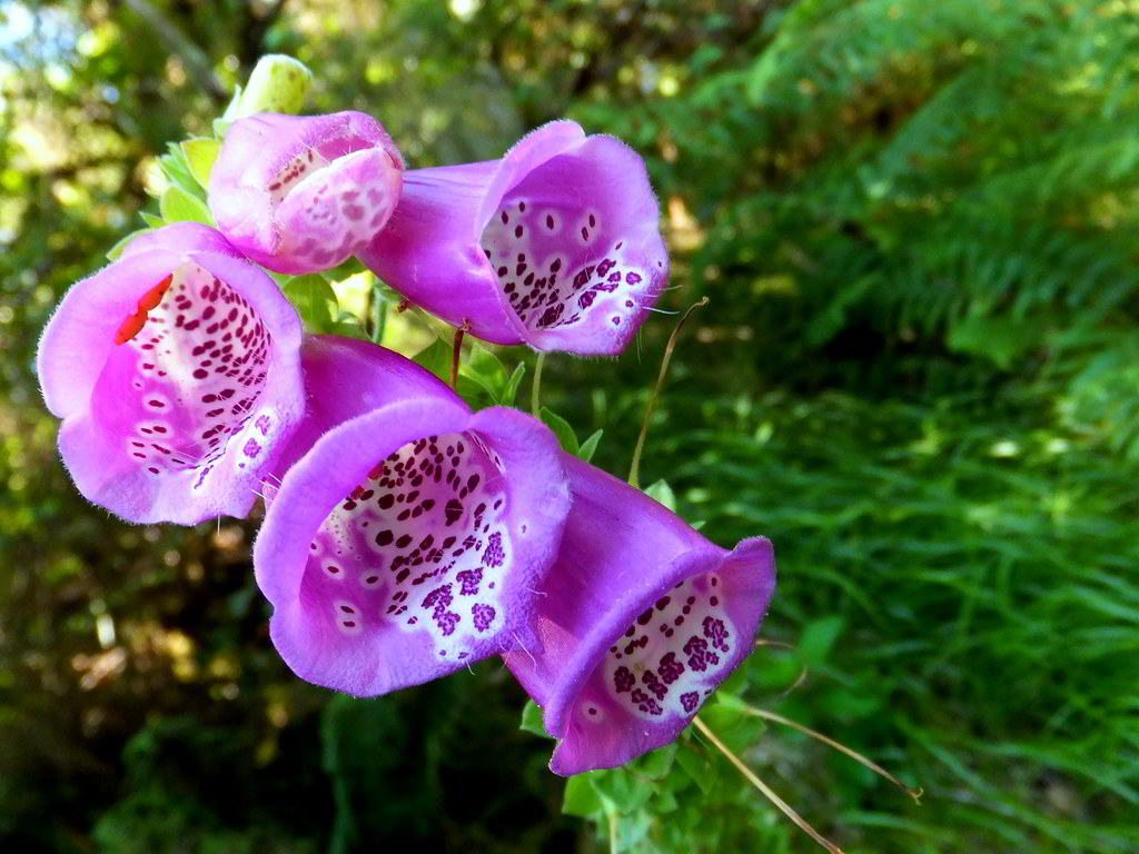 Digitalis purpurea subsp. purpurea / Наперстянка пурпурная